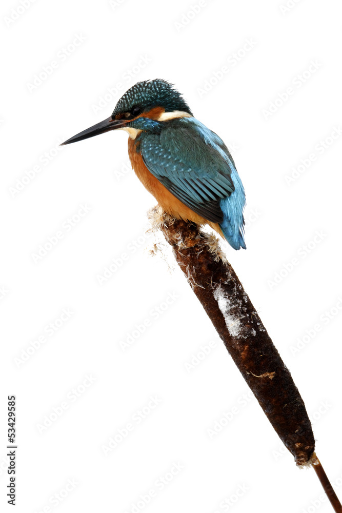 Poster Kingfisher, Alcedo atthis,