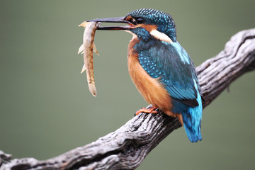Kingfisher, Alcedo atthis,