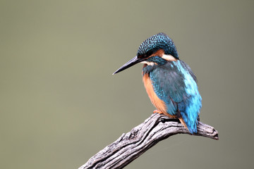 Kingfisher, Alcedo atthis,