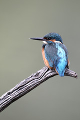 Kingfisher, Alcedo atthis,