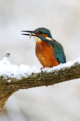 Kingfisher, Alcedo atthis,