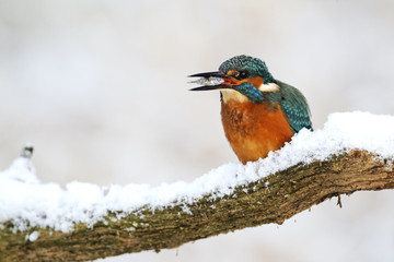 Kingfisher, Alcedo atthis,