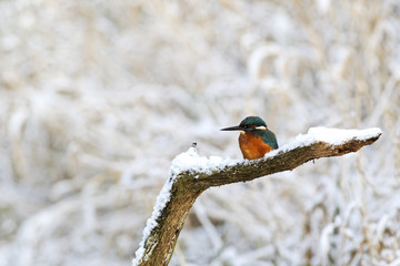 Kingfisher, Alcedo atthis,
