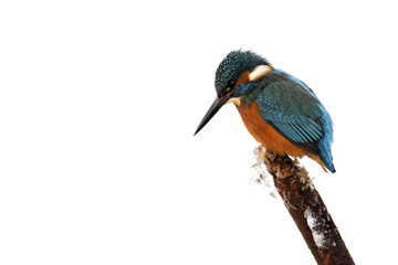 Kingfisher, Alcedo atthis,