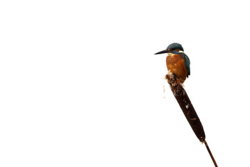 Kingfisher, Alcedo atthis,
