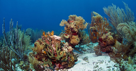 Naklejka premium Underwater coral reef Roatan