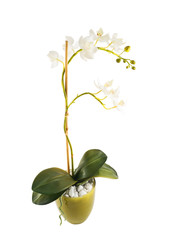 White orchidaceae orchid flower isolated