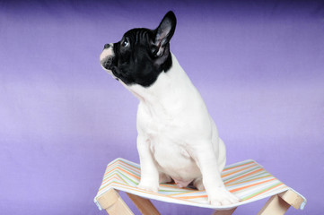 Bouledogue francese - figura intera profilo di cucciolo