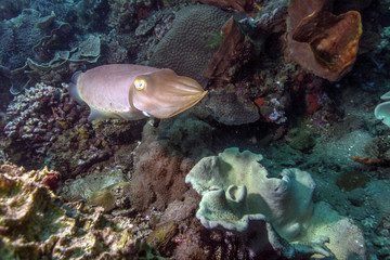 Fototapeta na wymiar Cuttlefish, Sepia latimanus