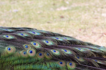 Bright green peacock tail folded down with soft copy space above