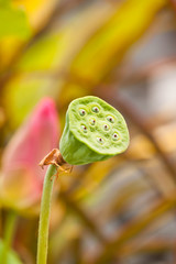 Beauty of lotus in garden
