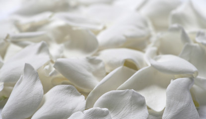 Obraz premium Closeup of Flower Petals with Selective Focus