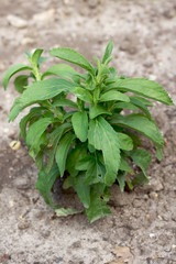 Stevia rebaudiana