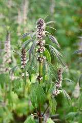 Leonurus cardiaca, Motherwort