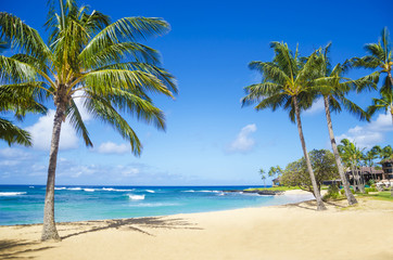 Palm trees on the sandy beach in Hawaii - obrazy, fototapety, plakaty
