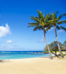 Palm trees on the sandy beach in Hawaii