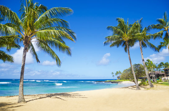 Palm trees on the sandy beach in Hawaii © ellensmile
