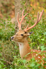 Fototapeta premium male sika deer