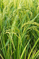paddy rice field close up