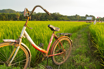 Fototapeta na wymiar Old Bicycle With Paddy Field Background
