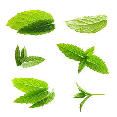 Green mint leaves isolated on a white background.