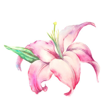 Pink lily  isolated on a white background.
