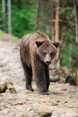 Fototapeta premium Bear