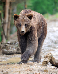 Fototapeta premium Bear