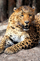Leopard