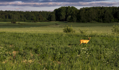 Roe deer in morning