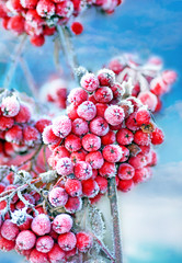 Naklejka premium Frozen rowan berries
