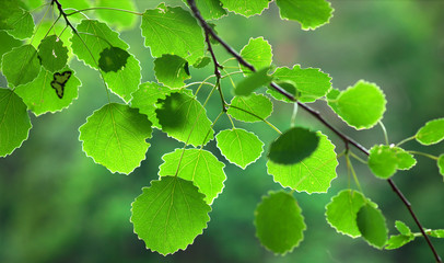 green aspen leaves