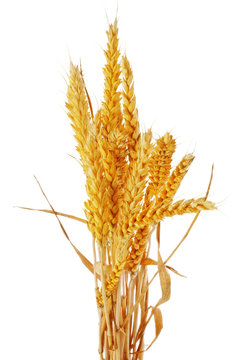 Wheat ears    isolated on white background