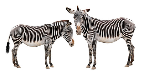 Fototapeta na wymiar Zebras isolated on white