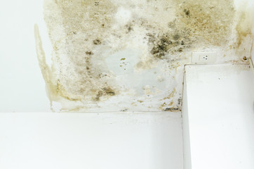 Fungus Infection on wall