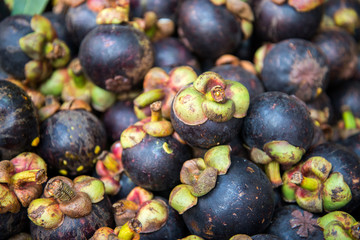 Group of Mangosteen