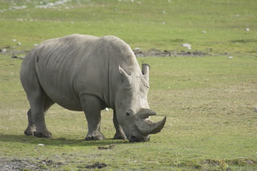 Fototapeta premium Rhinoceros