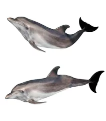 Papier Peint photo Dauphin isolé sur blanc deux dauphins gris