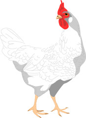 white hen