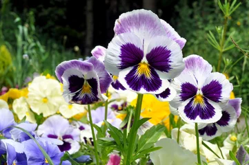 Wall murals Pansies Pansy Flowers