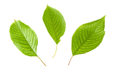 Cherry leafs