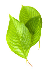 Fototapeta premium Cherry leafs