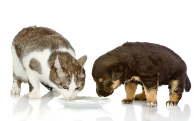the dog and cat eat together. isolated on white background