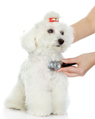 Veterinarian hand examining a dog. isolated on white background