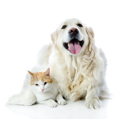 golden retriever dog embraces a cat. looking at camera. isolated