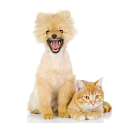 orange cat and dog. cat looking at camera. isolated on white 