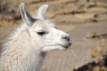 Lama © b201735