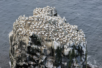Rock in ocean with Nothern Gannet colony.