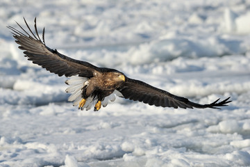 White-tailed Sea Eagle flying above the pack ice.