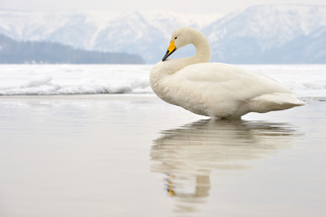 Whooper Swan standing with reflection in water.